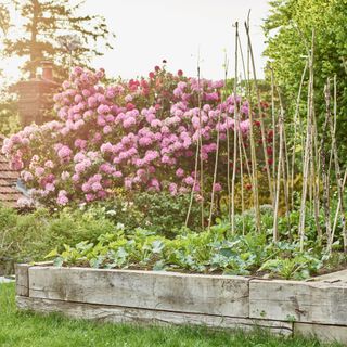 A raised bed planted with vegetable plants and a pink flowered shrub in the background