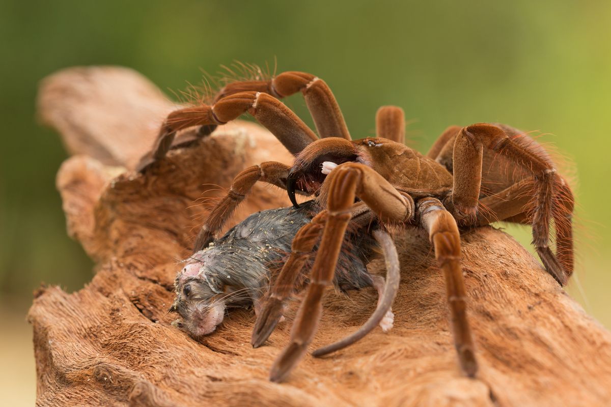 tarantula eating mouse