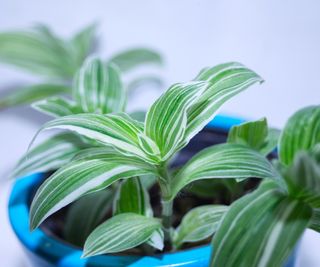 Tradescantia with striped green and white foliage