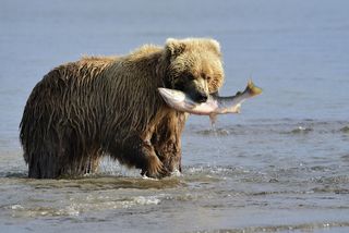 Animals in the bear family were among the best problem-solvers in a new study detailed Jan. 25, 2016, in PNAS.