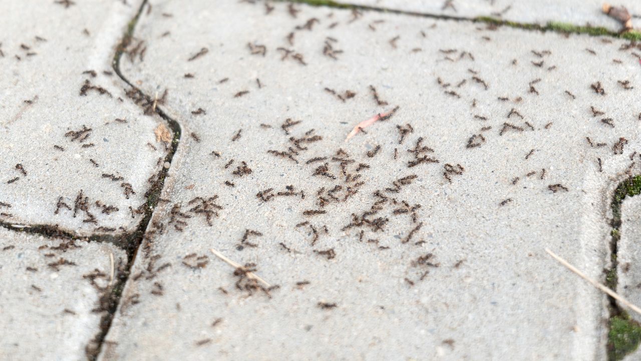 Ants on pavement slabs