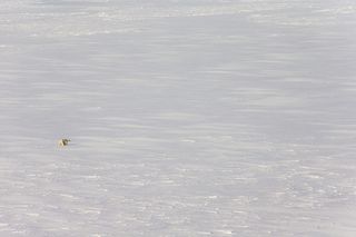 A polar bear is spotted from a helicopter’s aerial survey. Polar bears are well-camouflaged in this world of snow and ice, which is advantage if you are a predator and want to catch seals.