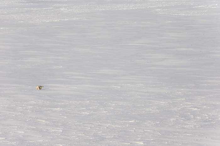 A polar bear is spotted from a helicopter’s aerial survey. Polar bears are well-camouflaged in this world of snow and ice, which is advantage if you are a predator and want to catch seals.