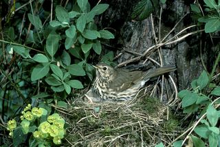 how to identify bird nests