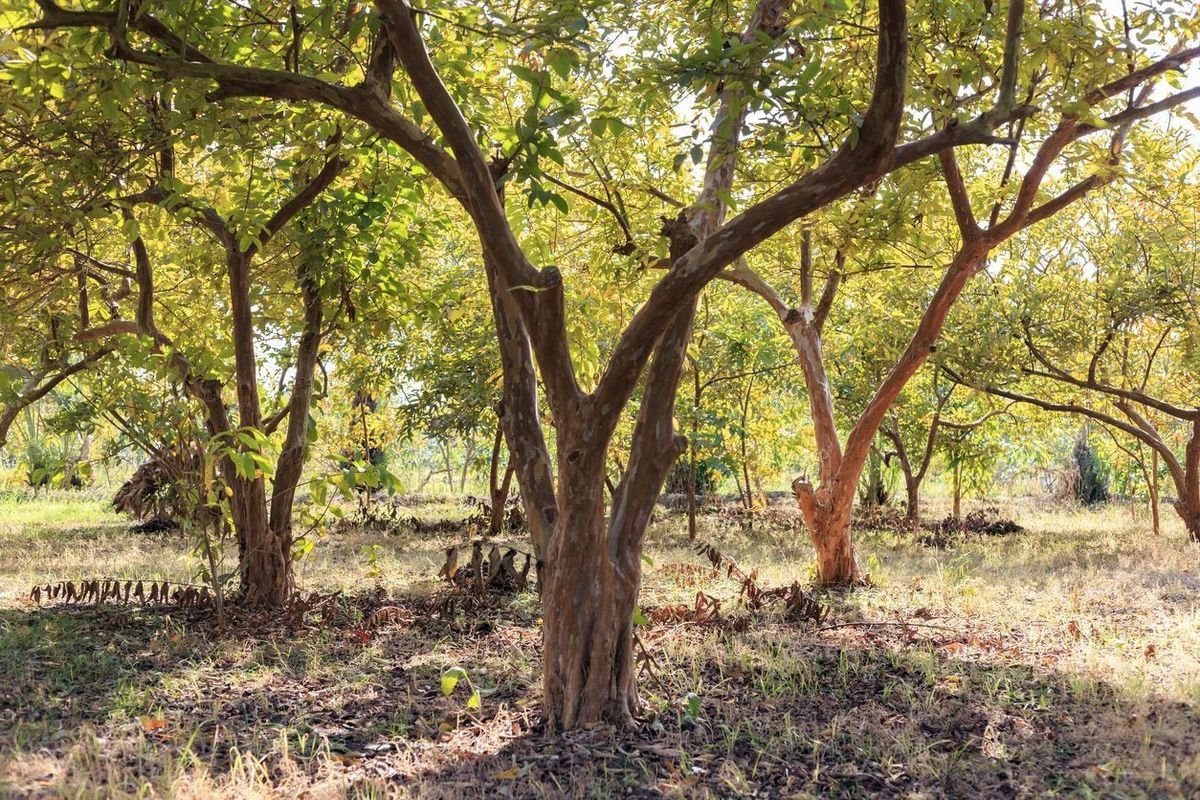 Guava Tree Bark Uses What To Do With Bark From Guava Trees Gardening Know How