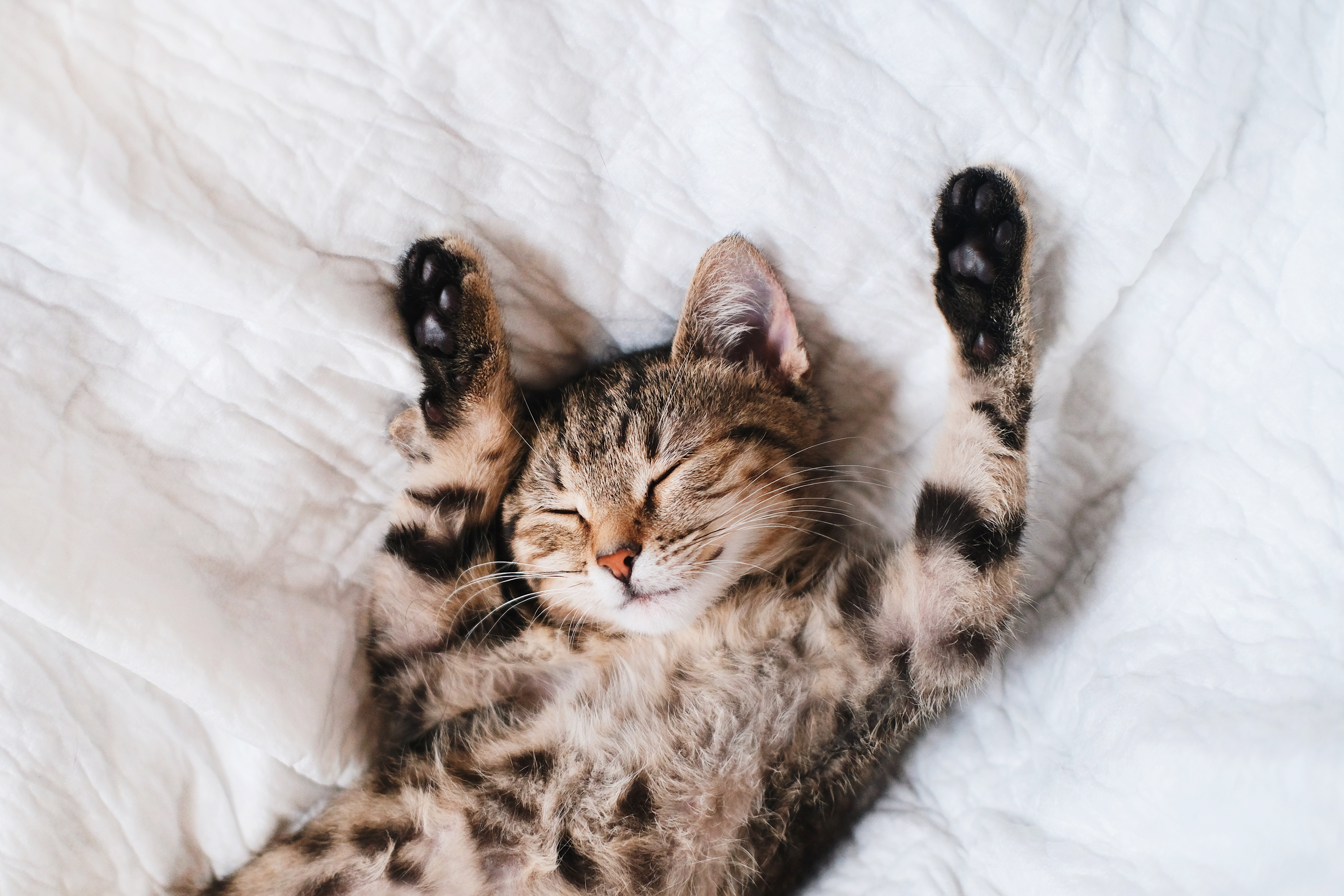 Cat in bed stretching with eyes closed