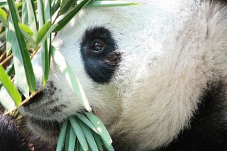 Giant panda eating bamboo