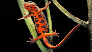 Chinese Fire-Bellied newt