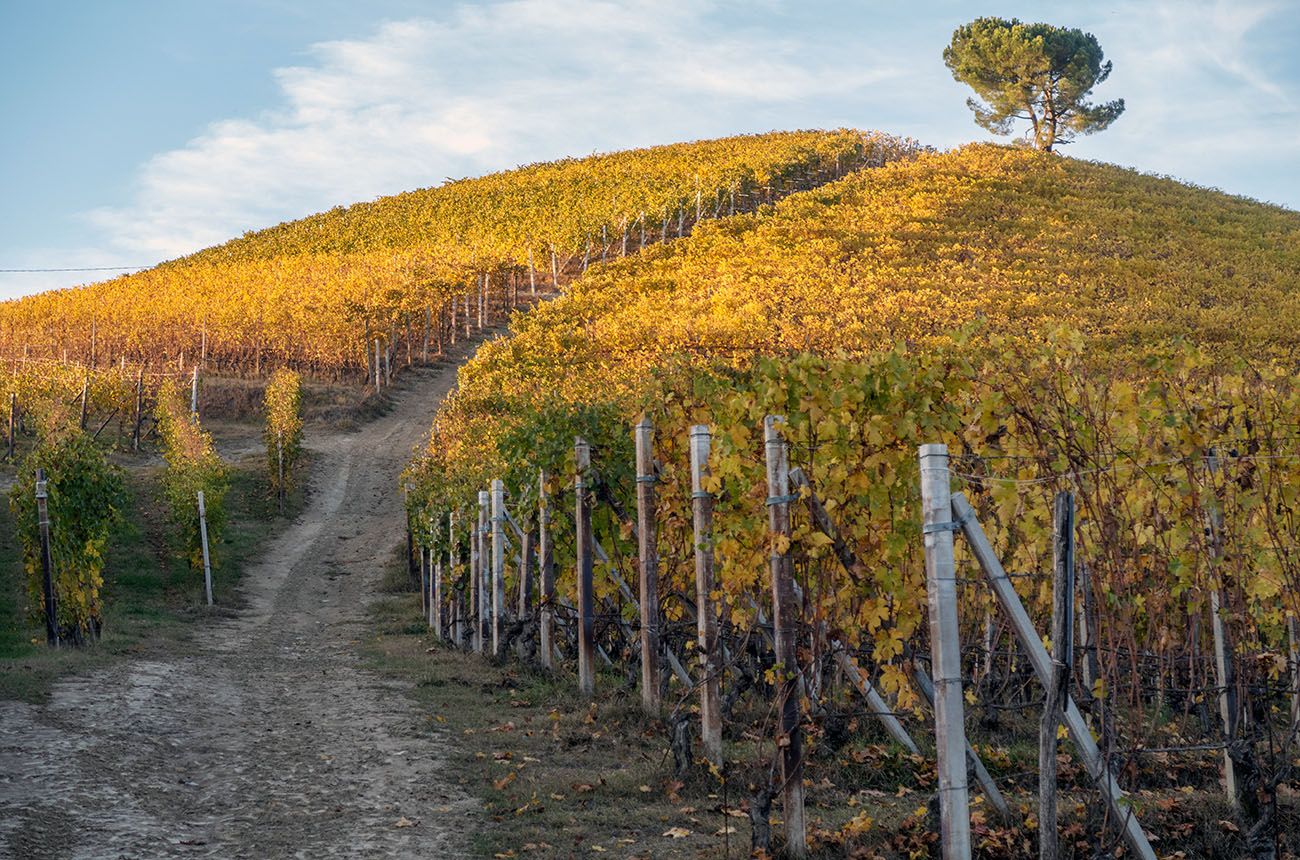 Barolo 2022: Our guide to the ‘against-all odds’ vintage