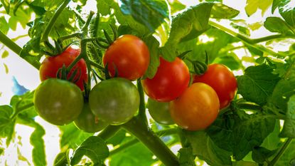 Ripe and unripe tomatoes on the plant