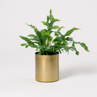 Blue star fern in gold pot