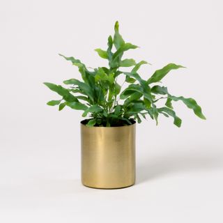 Blue star fern in gold Bloom pot