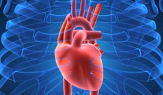 Human Heart Anatomy Function Facts Live Science