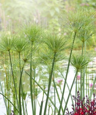 Papyrus plants growing on the edge of a garden pond