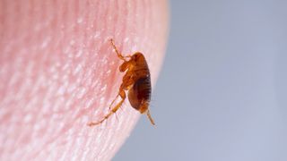 A flea on human skin