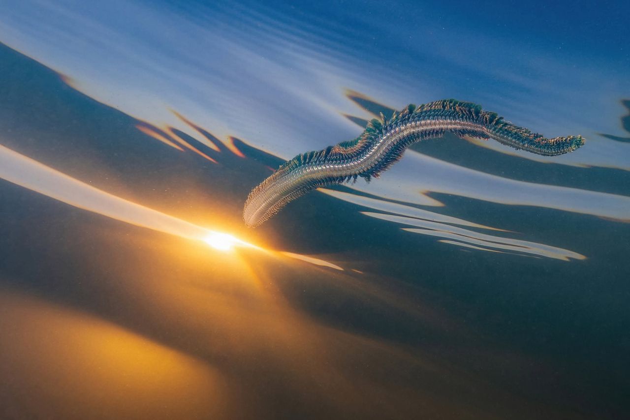 Sandworm.