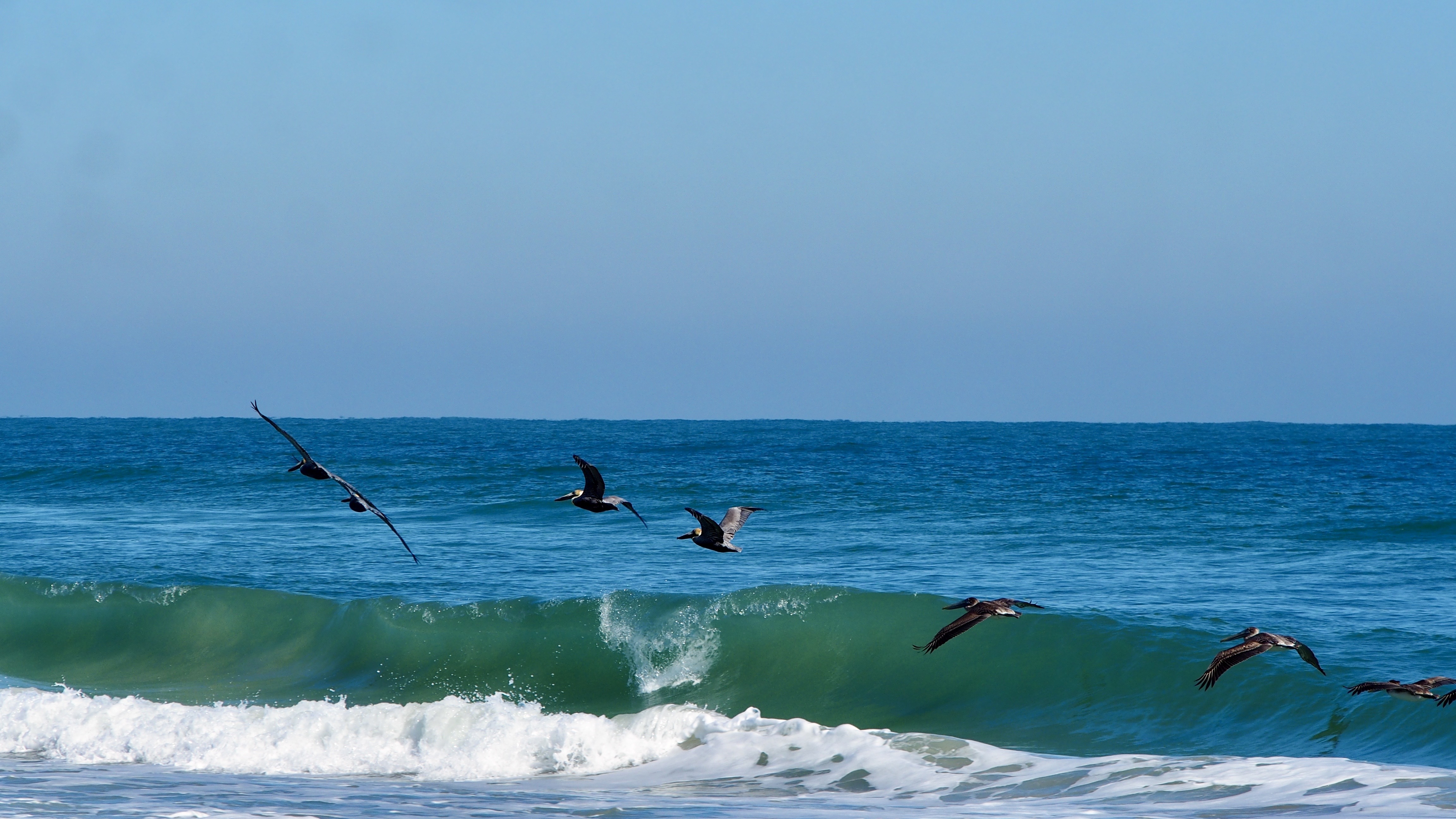 birds fly over water