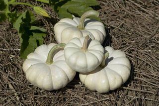 small white pumpkins