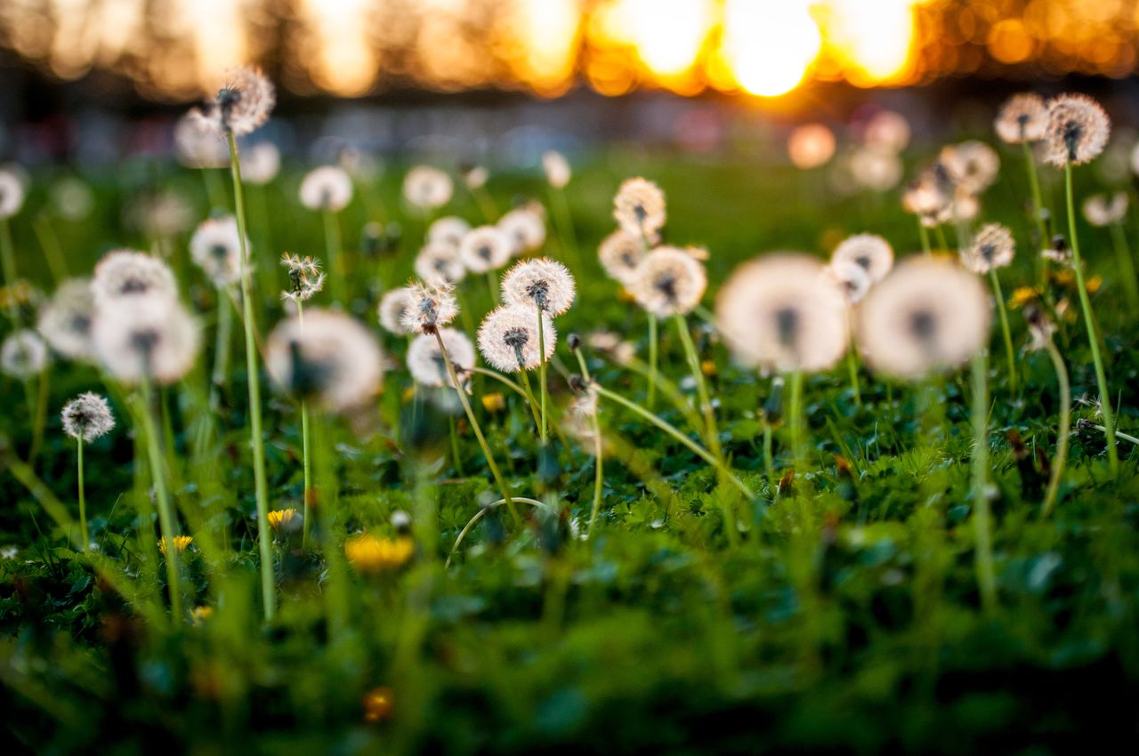 Dandelion heads and other weeds