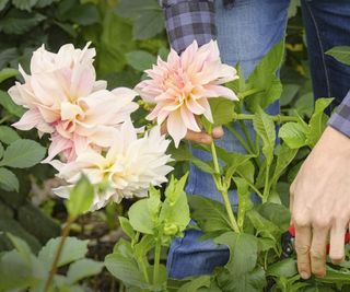 Cutting a cafe au lait dahlia stem in flower