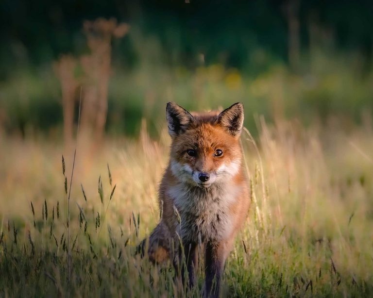 How to get rid of foxes simple ways to keep them out of your yard