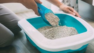 Person scooping cat litter tray