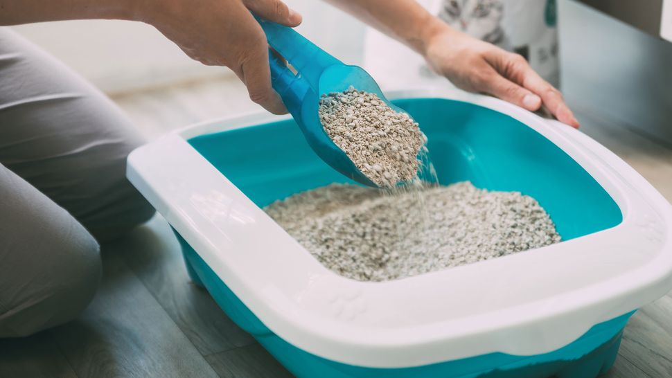 Five common mistakes cat parents make with litter boxes, and what to do instead PetsRadar