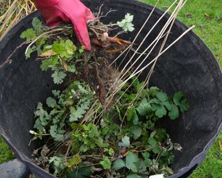 Collecting weeds in winter to add to the compost heap