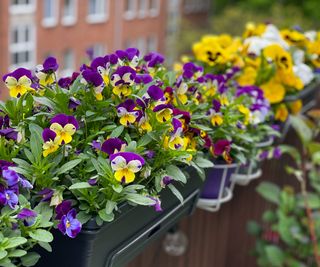 pansies with mixed color flowers in pots on balcony