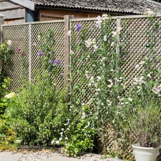 Flowering climbing plants and shrubs on garden fence