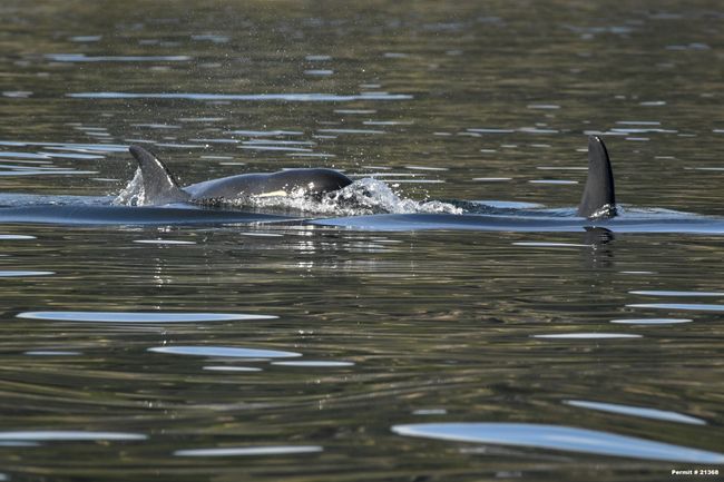 In Photos: Response Teams Try To Save Starving Killer Whale | Live Science