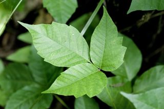 A poison ivy plant