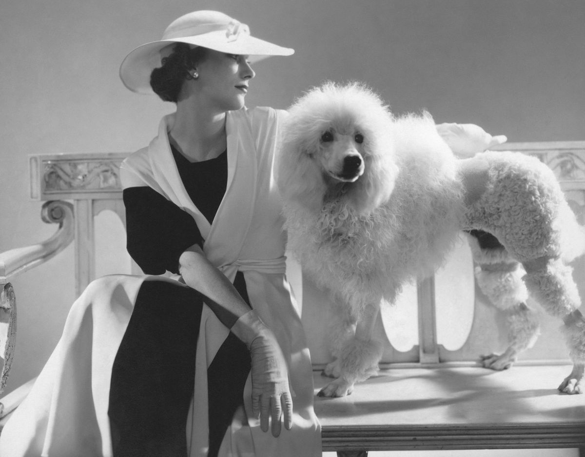 【MAISON MARBLE】Poodle Fur Coat The unsolved mystery of Masterpiece the toy poodle, the world's