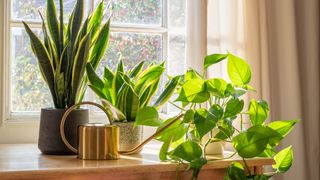 Group of houseplants by window