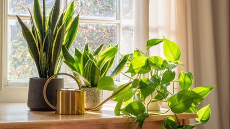 Group of houseplants by window