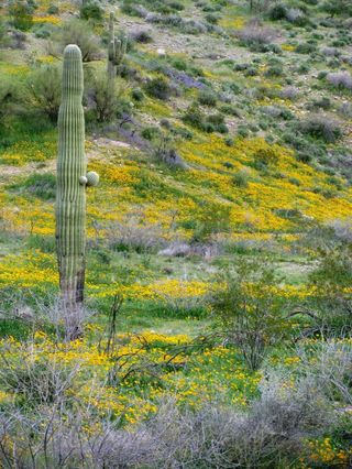Springtime in the Sonoran Desert Images | Signs of Spring | Live Science