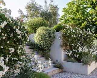 retaining walls with steps and roses