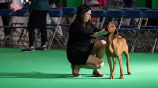 Dog at Crufts 2022