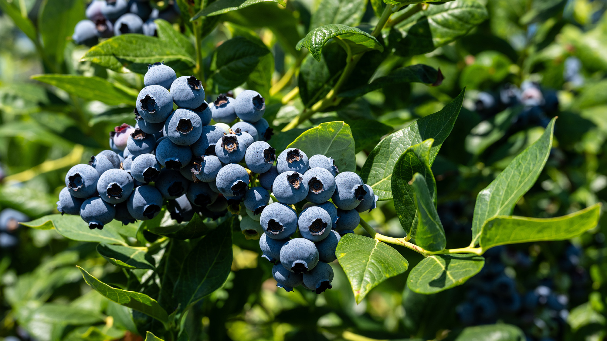 Blueberries on a blueberry bush