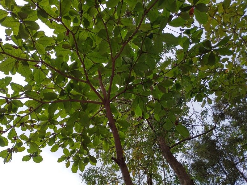 Nokia 8.1 camera sample