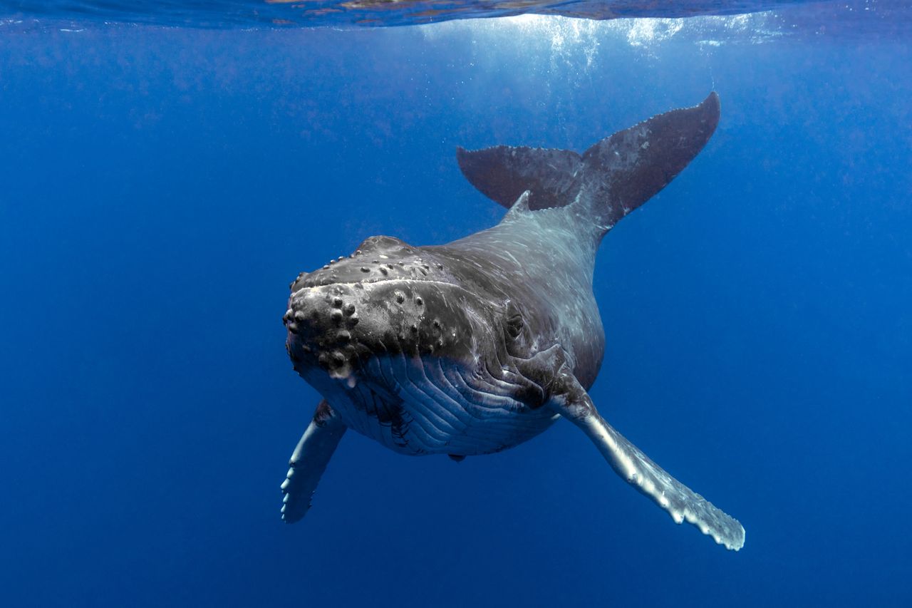 A humpback whale.