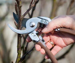 A gardener using some secateurs or pruning shears to trim plants in the garden.