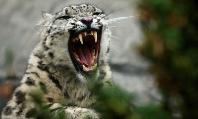 Snow leopard