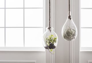 glass airplant containers hanging from ceiling
