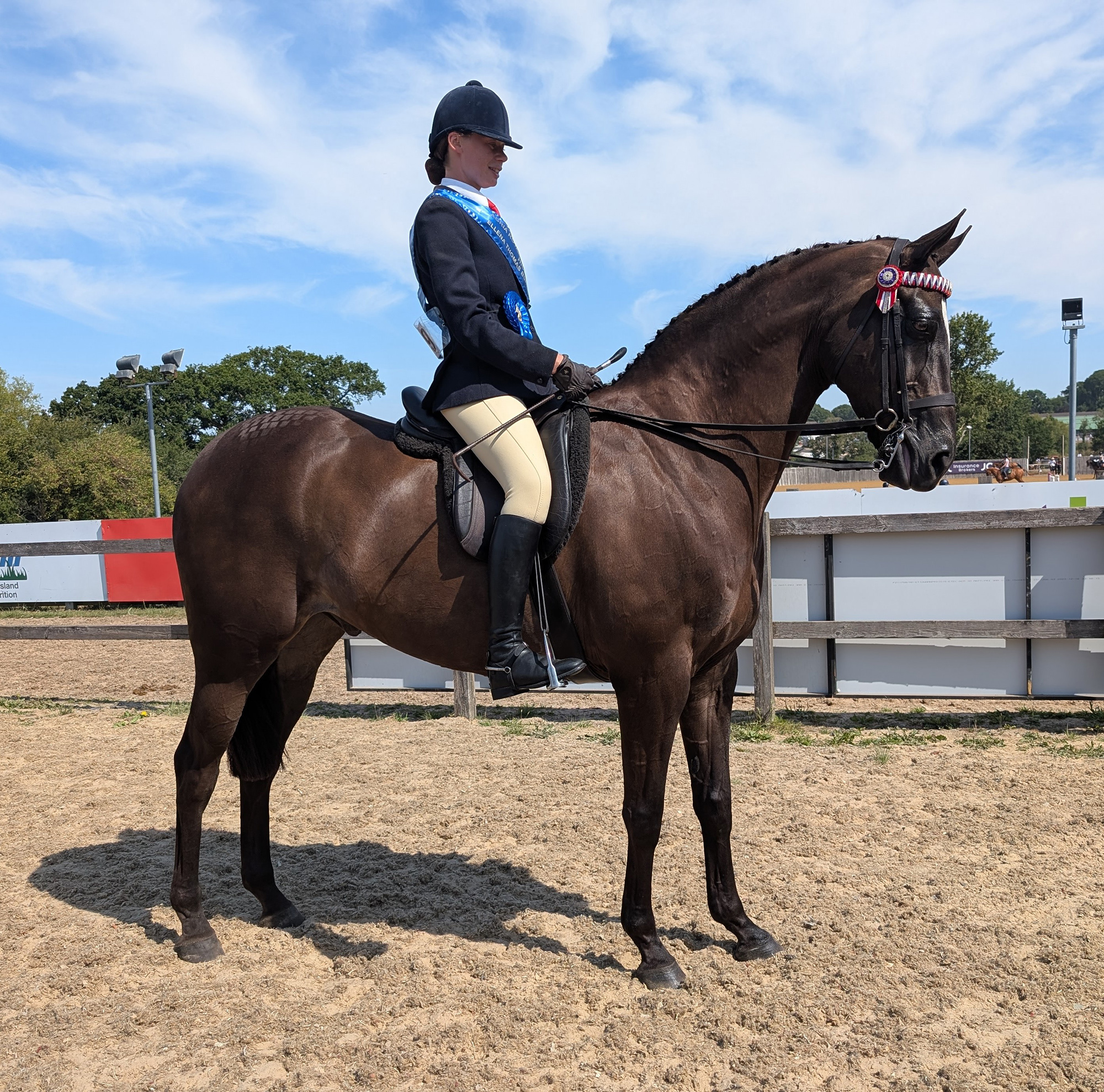 A liver chestnut show hack with a red white and blue velvet browband and female rider wearing navy jacket with blue winner's sash and rosette