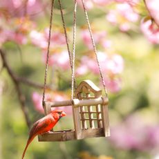 cardinal feeding on bird swing feeder near peach blossoms in spring