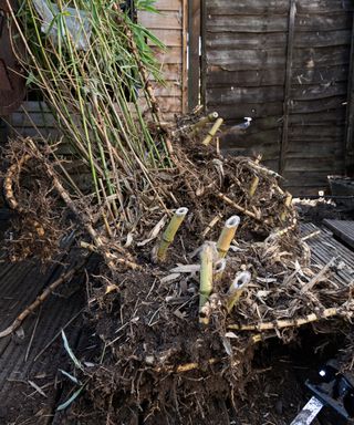 digging up the invasive bamboo from a garden in the UK