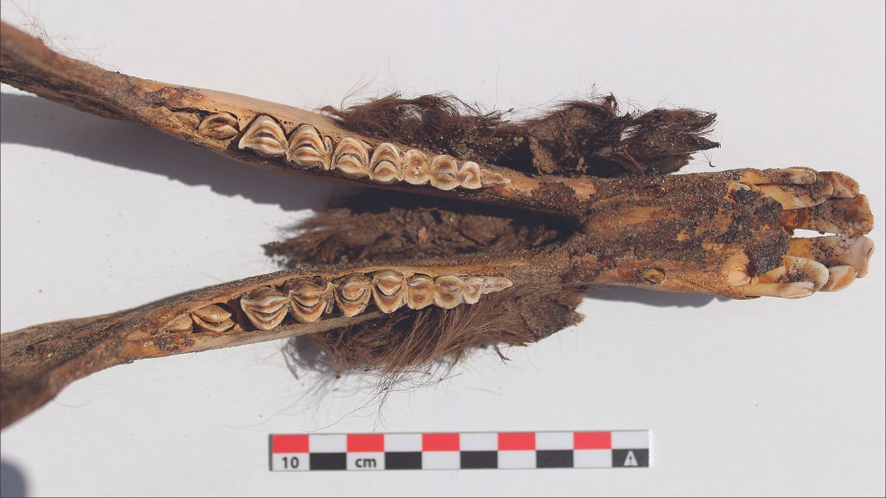 The jaw from one of the brown llama mummies.
