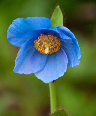 Meconopsis or himalayan poppies