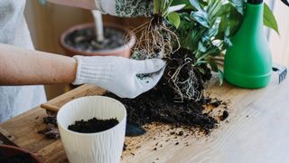 Someone repotting a plant on a wooden surface